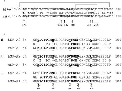 Structural and Functional Determinants of Rodent and Human Surfactant Protein A: A Synthesis of Binding and Computational Data